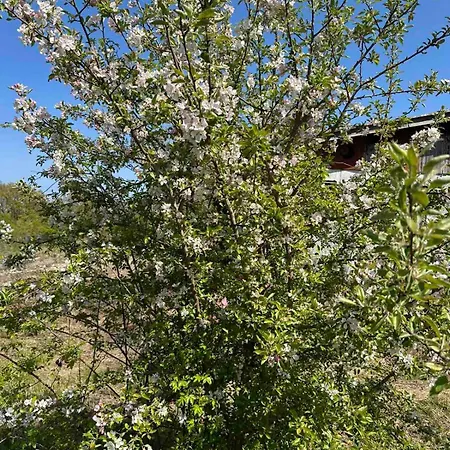 виктори Victory 캠프장 슈코르필로브치