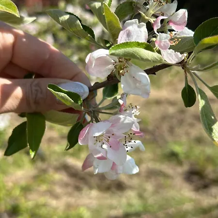 캠프장 виктори Victory *