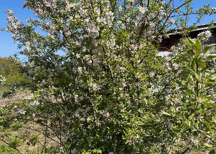 виктори Victory Kemping Shkorpilovtsi