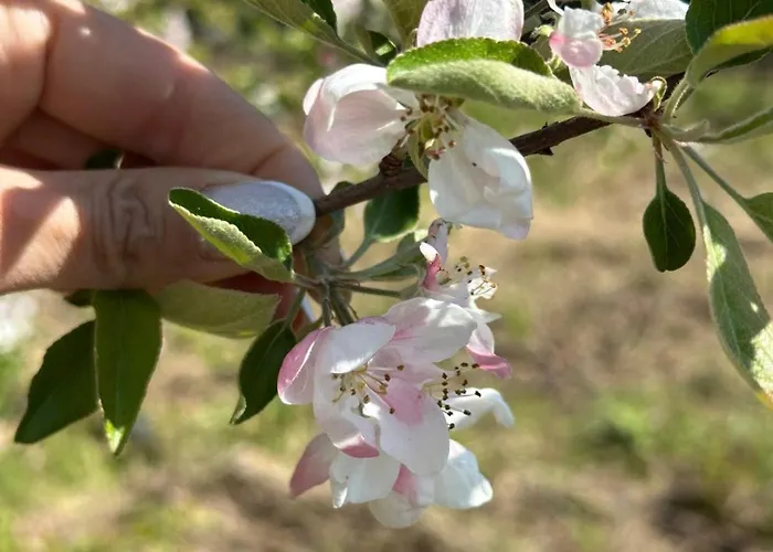 Kemp виктори Victory *